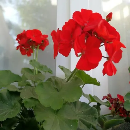 Lilla Apartman Balatonudvari